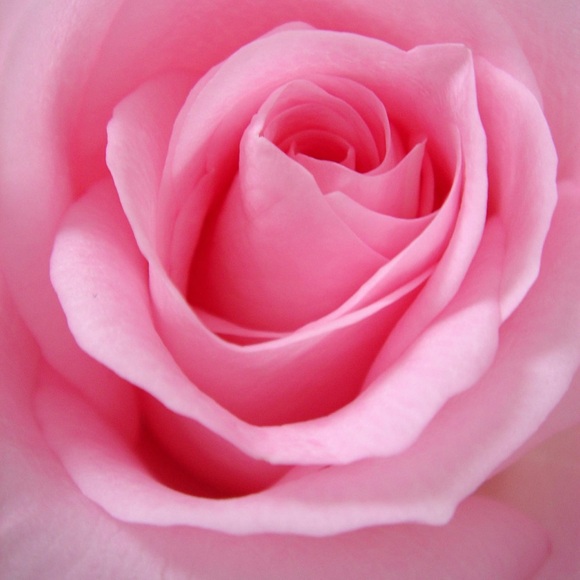 Meet your Posher, Elle - Picture 1 of 1